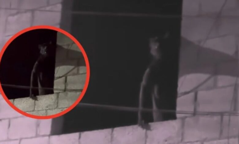 ¿Nahual u hombre lobo? Extraña figura causa miedo en redes 1