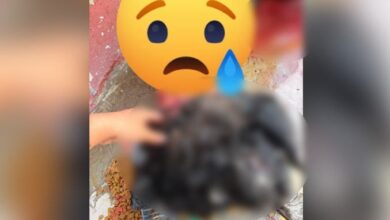 Perro chow chow, imagen alusiva al caso de maltrato animal investigado en Ciudad Juárez