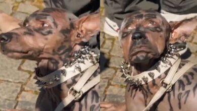 Imagen del video viral sobre el supuesto hombre perro generado con inteligencia artificial
