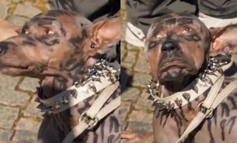 Imagen del video viral sobre el supuesto hombre perro generado con inteligencia artificial