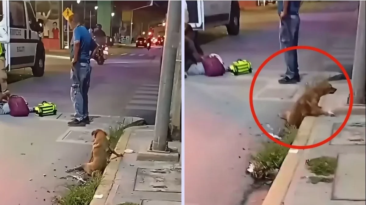 Perrita atropellada por un motociclista en avenida Gobernadores