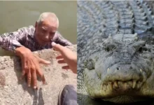 Adulto mayor rescatado del Canal de la Cortadura tras ser alertado por la presencia de un cocodrilo