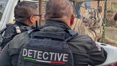 “Falta la hembra”; aseguran que dueños de tigre tienen otro ejemplar 4