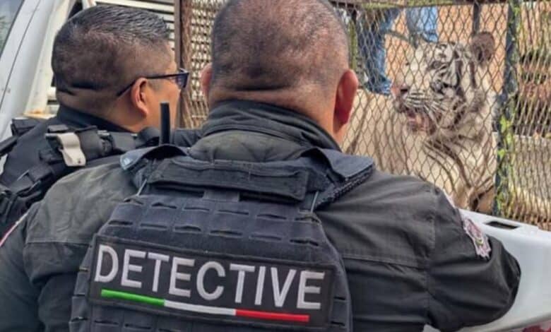 “Falta la hembra”; aseguran que dueños de tigre tienen otro ejemplar 1