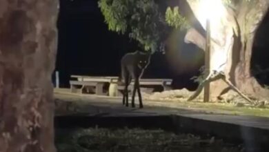 La grabación nocturna de un cánido de patas largas generó especulaciones en redes sociales; se trata de una especie originaria de Sudamérica.