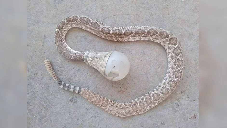 Serpiente muerta hallada en una jardinera de San Pedro, Coahuila