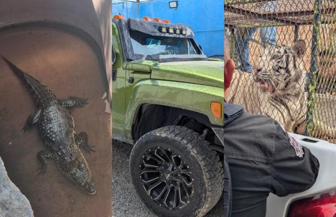 Aseguran un tigre, un lagarto y una Hummer en autolavado de la Fronteriza 1 Autoridades durante el operativo en un autolavado de la colonia Ampliación Fronteriza en Ciudad Juárez