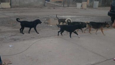 Calle de la colonia Lomas del Rey donde vecinos reportaron una jauría