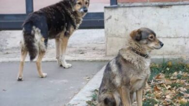 Veterinarios en Juárez rechazan propuesta de “perros comunitarios” 2 El Convepe pidió revisar el Reglamento Municipal de Bienestar Animal al considerar que la figura no responde a la sobrepoblación canina ni a los riesgos de salud pública.