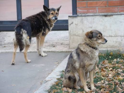 El Convepe pidió revisar el Reglamento Municipal de Bienestar Animal al considerar que la figura no responde a la sobrepoblación canina ni a los riesgos de salud pública.