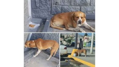 Buscan hogar para Tornado, perro que vivía afuera de un supermercado en Altavista 2 Tornado, perro para el que buscan un hogar en Ciudad Juárez