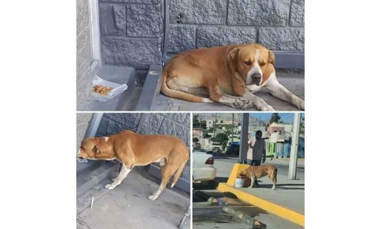 Buscan hogar para Tornado, perro que vivía afuera de un supermercado en Altavista 1 Tornado, perro para el que buscan un hogar en Ciudad Juárez