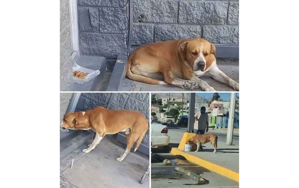 Tornado, perro para el que buscan un hogar en Ciudad Juárez