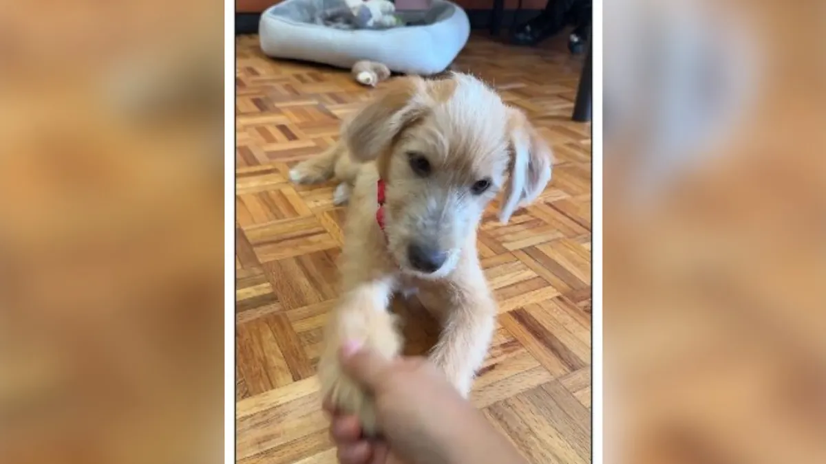 Rollo, cachorro de apoyo emocional adoptado por la Presidencia en Palacio Nacional