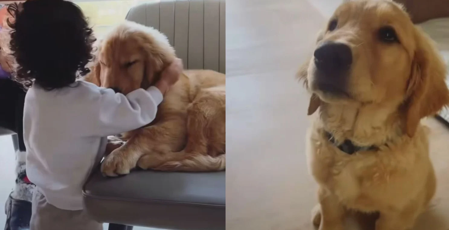 Diego Sebastián 'N', presunto as3s1no de tecladista de Camilo Séptimo, habría confesado por qué decidió m4tar al perrito 2