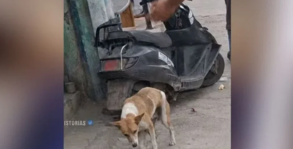 Lo corren de todas las motos, pero se sube buscando a su dueño fallecido 2
