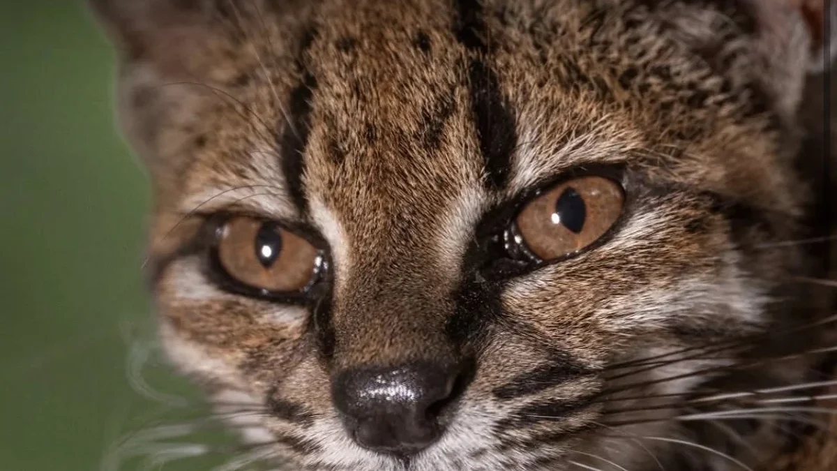 La ciencia se quedó con cara de “miau”: identifican un gato que nadie había registrado
