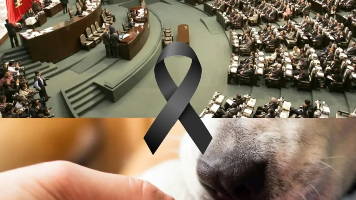 Duelo por mascotas llegaría a la oficina: plantean tres días pagados