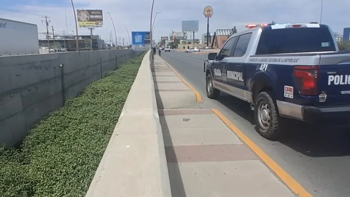 Localizan tres plantas de marihuana en Dren 2-A frente a Las Misiones