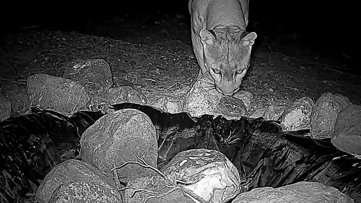 Puma hembra captada por una cámara trampa en la sierra de Samalayuca