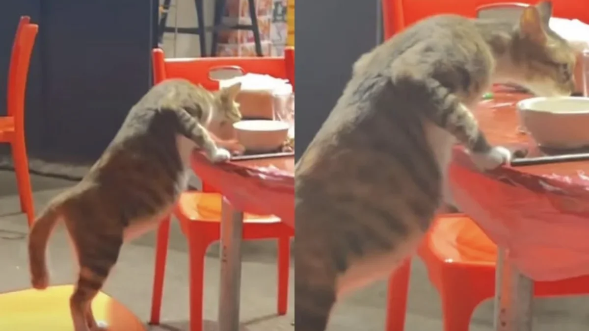 Gatita sobre una silla estirándose hacia una mesa con su pancita visible