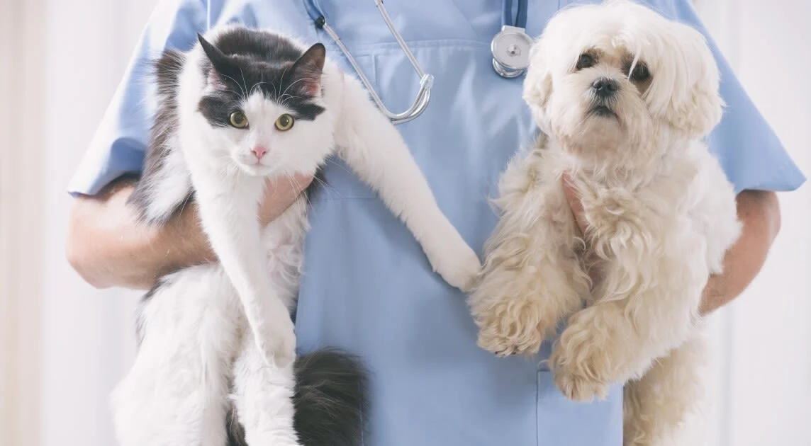 Campaña gratuita de esterilización de perros y gatos organizada por DABA en Ciudad Juárez