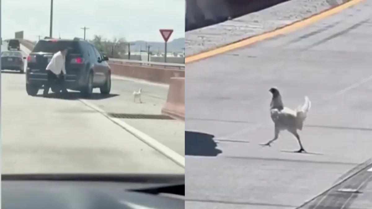 Gallina corre entre los carriles del Loop 375 de El Paso mientras conductores intentan rescatarla