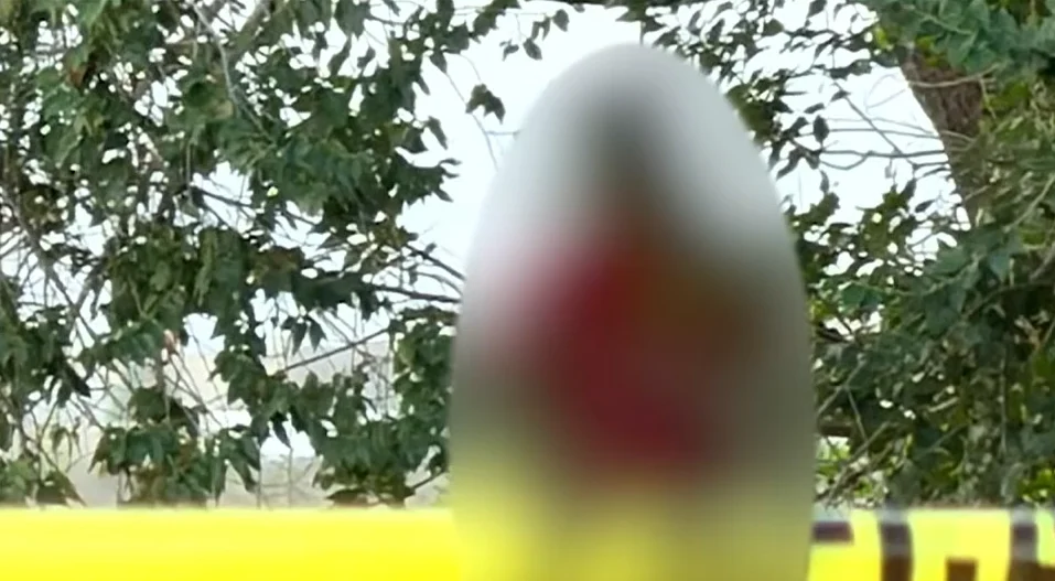 S1n v1da en un árbol en la carretera Panamericana