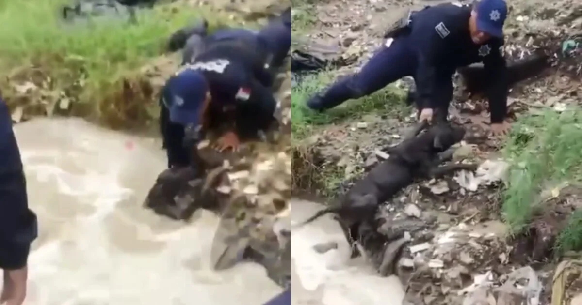 Policías rescatan a un perro arrastrado por la corriente en Ciudad Juárez