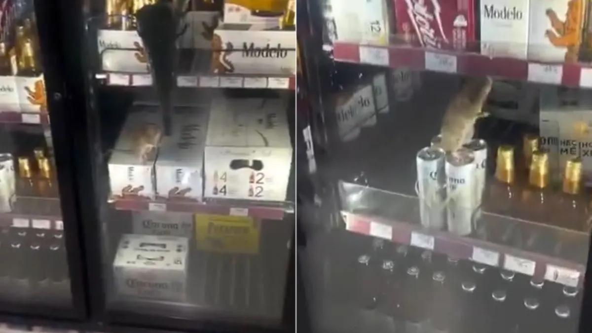 Rata sobre productos del área de refrigeración de un OXXO en Zapopan, Jalisco