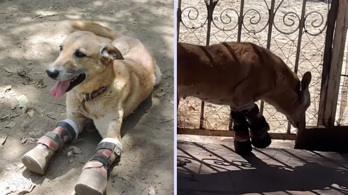 Pay de Limón, perrito rescatado por el grupo Milagros Caninos en Zacatecas
