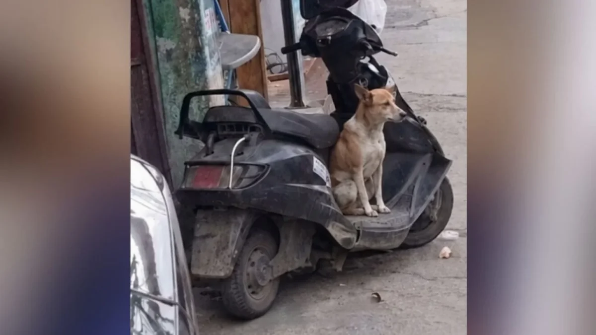 Perrito que sube a motocicletas en busca de su dueño fallecido