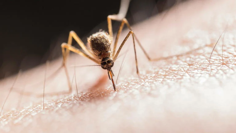 Mosquito posado sobre la piel de una persona antes de picarla