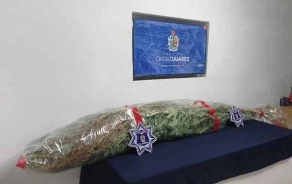 Plantas de mariguana aseguradas por policías en la colonia Las Haciendas de Ciudad Juárez
