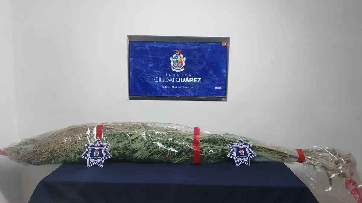 Plantas de marihuana retiradas por policías municipales en Las Haciendas de Ciudad Juárez