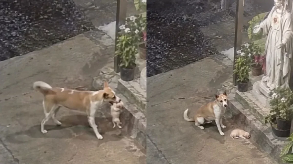 Perrito carga a un cachorro frente a un altar con una imagen de Jesucristo