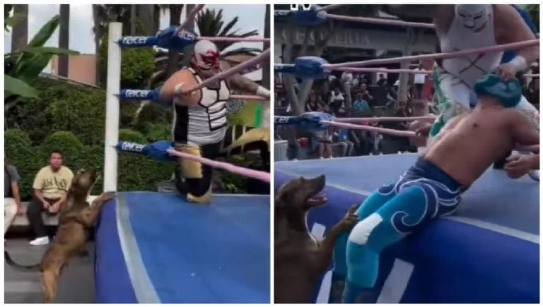 Perro observa una función de lucha libre desde el borde del cuadrilátero