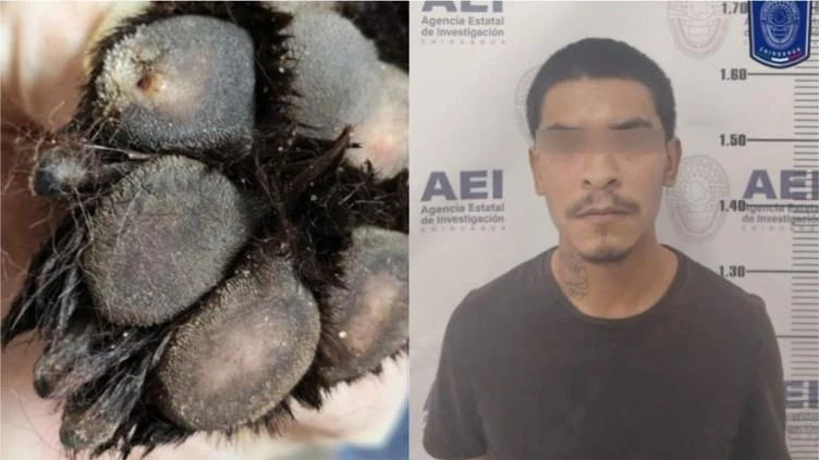 Perro de raza chow-chow, similar al relacionado con una investigación por maltrato animal en Ciudad Juárez