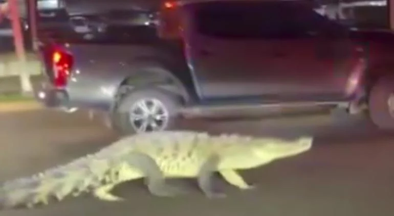 Cocodrilo de gran tamaño caminando por una calle de Puerto Vallarta