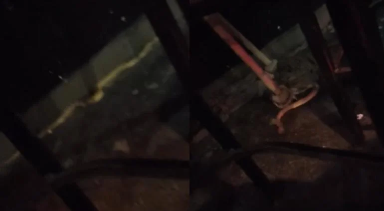 Trabajadores intentan atrapar una víbora dentro de Evolution Discoteque en Ciudad Juárez