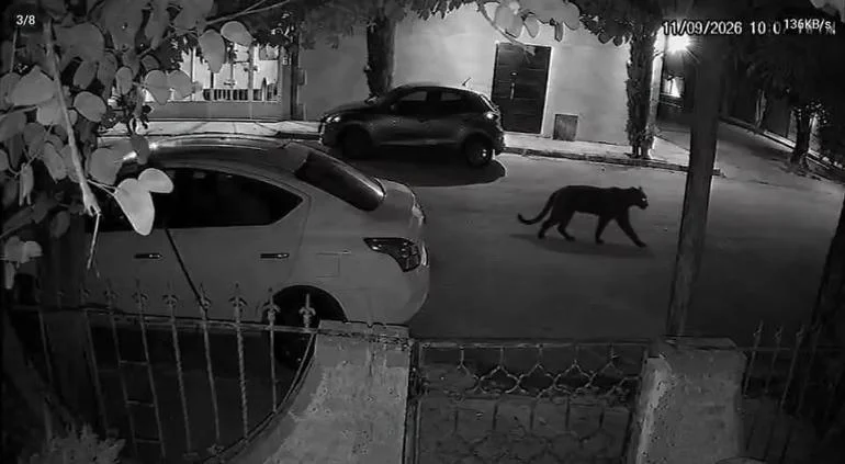Pantera negra que habría escapado de una finca particular en Lerdo, Durango
