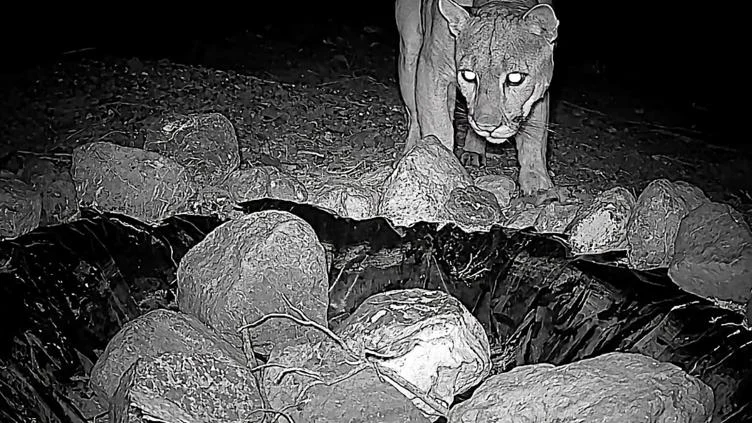 Puma registrado por una cámara trampa en los Médanos de Samalayuca