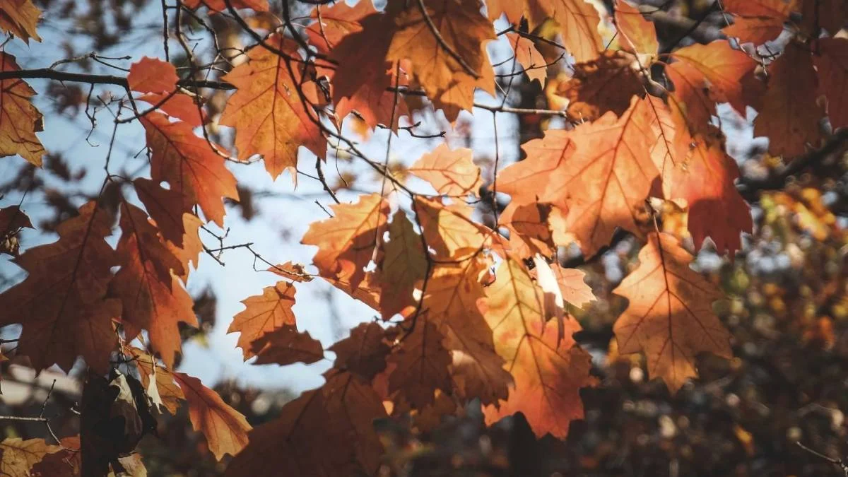 Sol durante el equinoccio de otoño de 2026 en México