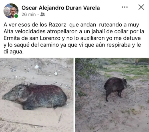 "No sean así" denuncian que razers atropellaron a jabalí 2