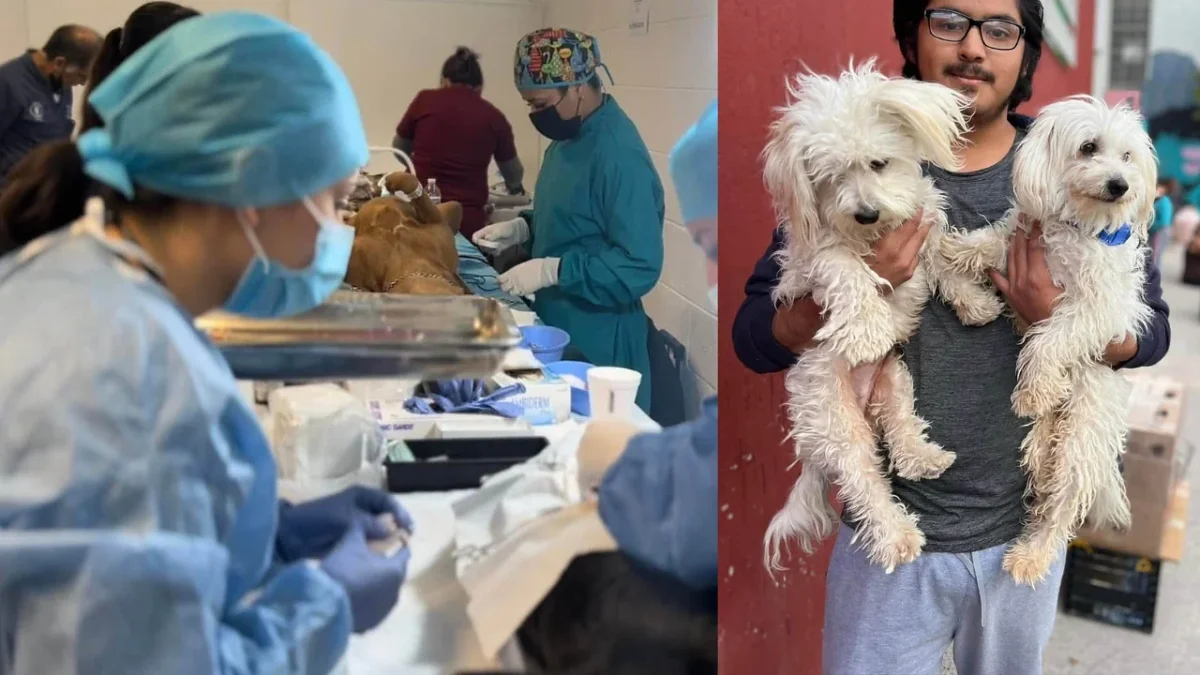 Ofrecerán esterilizaciones gratuitas para perros y gatos este fin de semana