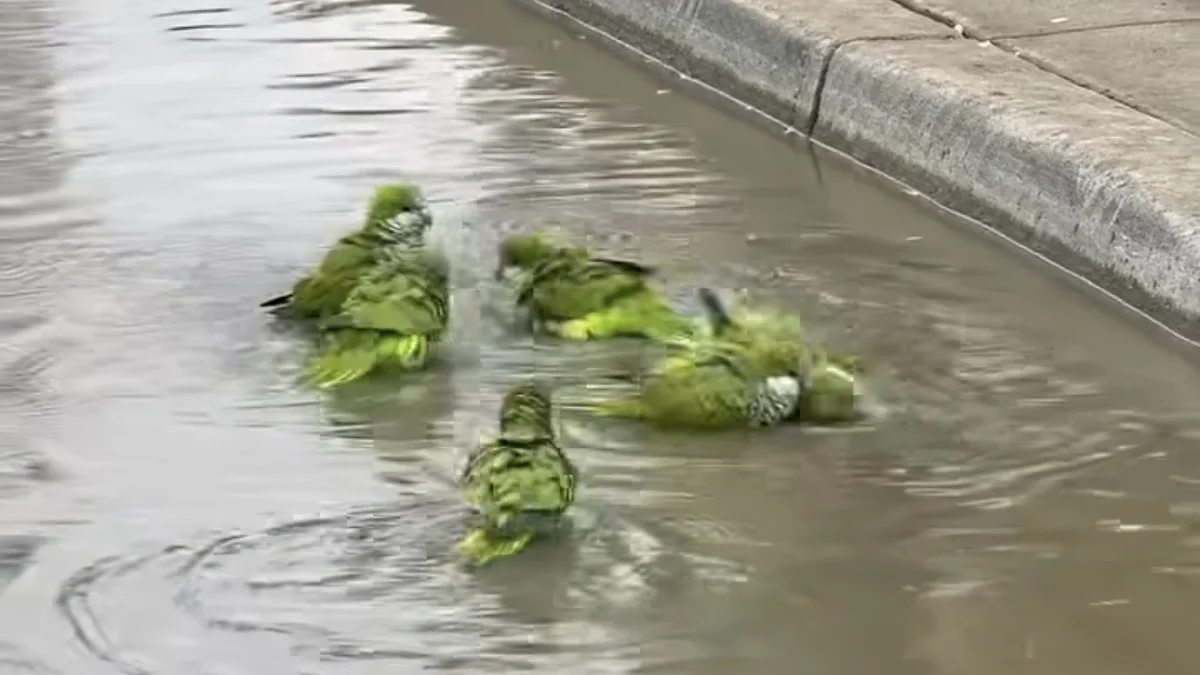Pericos monje bañándose en un charco de Lower Valley en El Paso