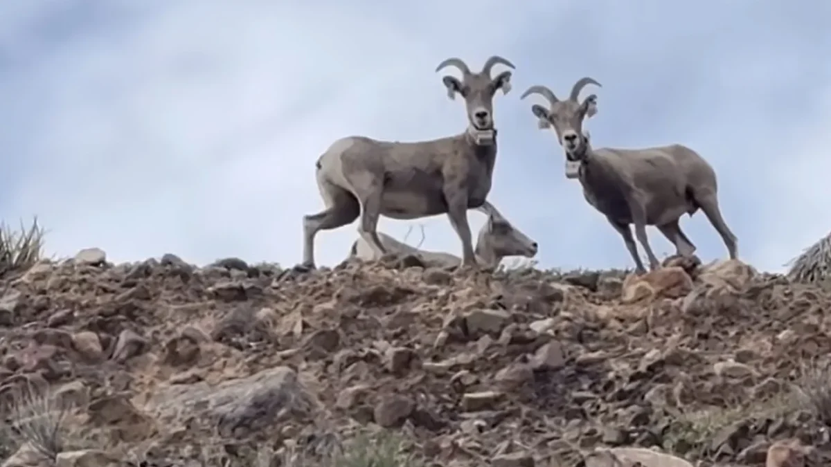 Grupo de ovejas bighorn cerca de la Montaña Franklin y Loop 375 en El Paso, Texas