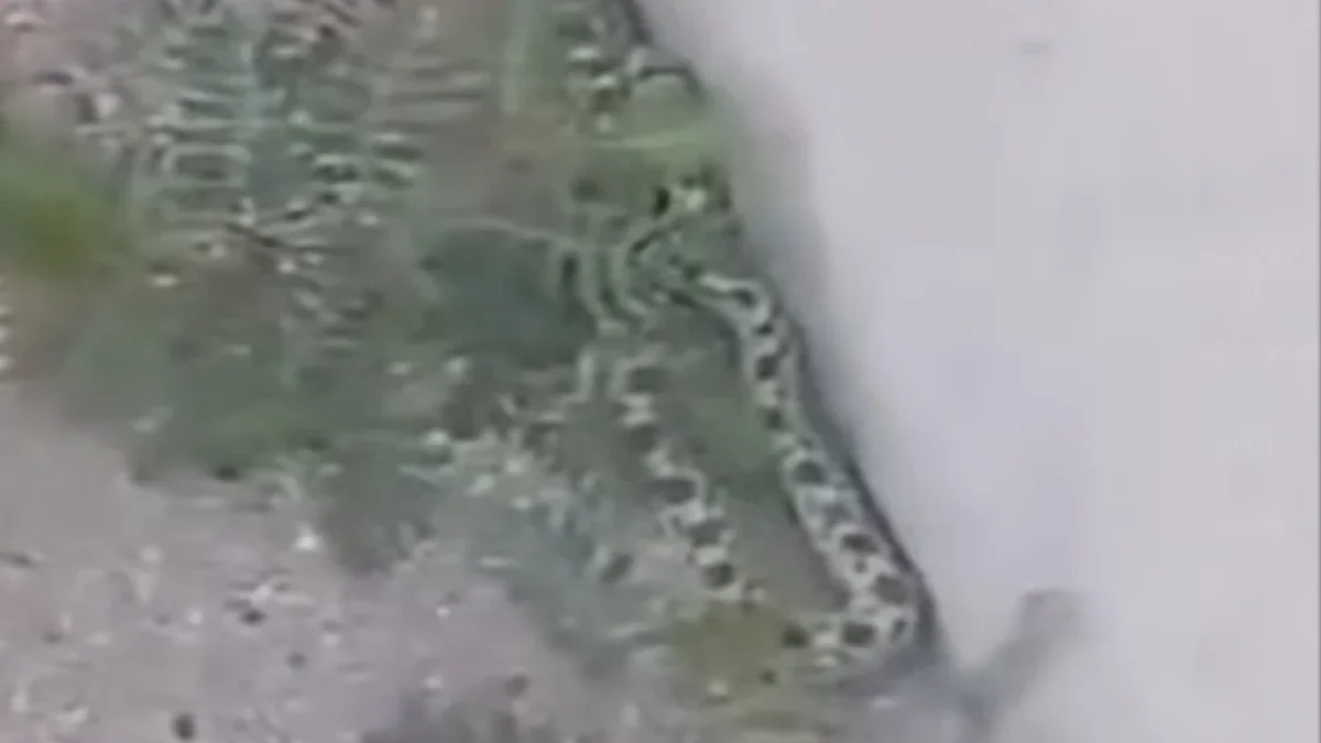 Serpiente captada junto a una barda en la colonia Sierra Vista de Ciudad Juárez