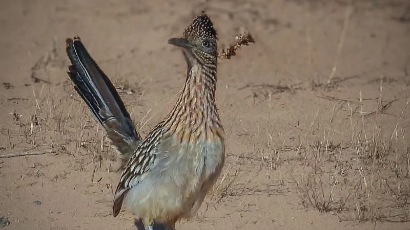 Correcaminos norteño registrado durante un monitoreo en los Médanos de Samalayuca