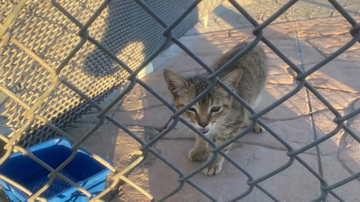 Gatito localizado cerca del estacionamiento del Puente Libre en Ciudad Juárez